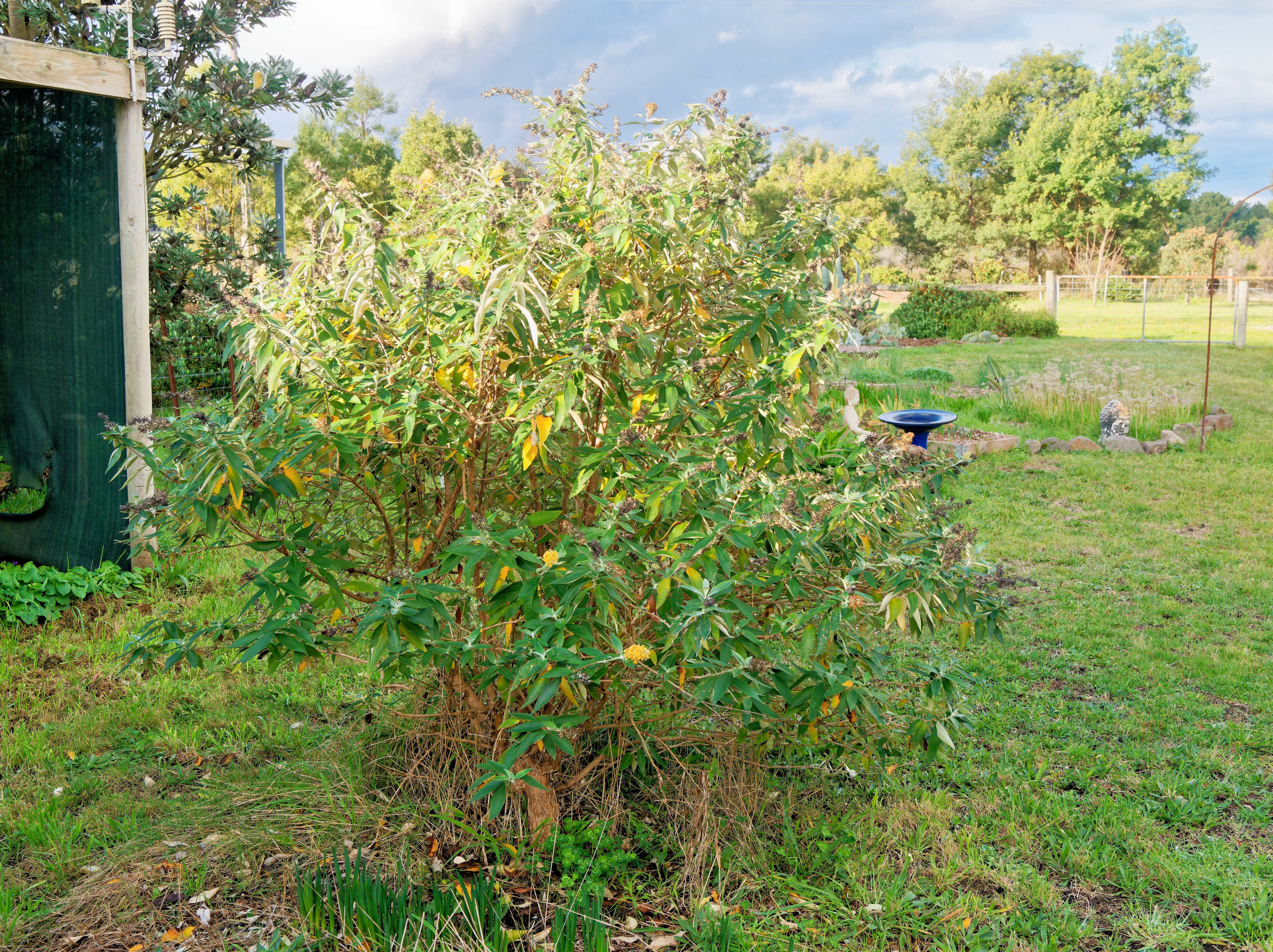 https://lemis.nyc3.digitaloceanspaces.com/grog/Photos/20260622/big/Buddleja-1.jpeg