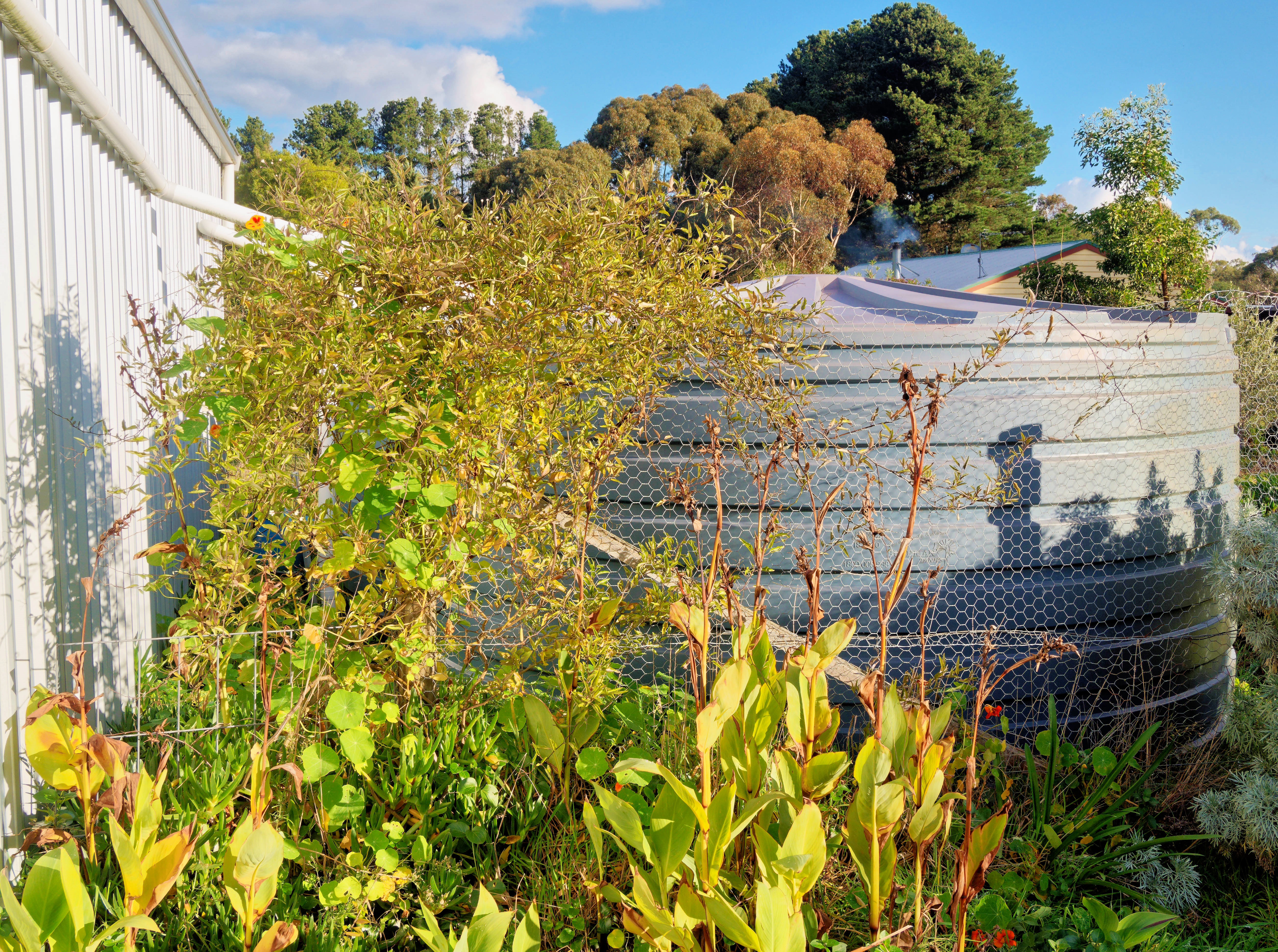 https://lemis.nyc3.digitaloceanspaces.com/grog/Photos/20260622/big/Solanum-laxum.jpeg