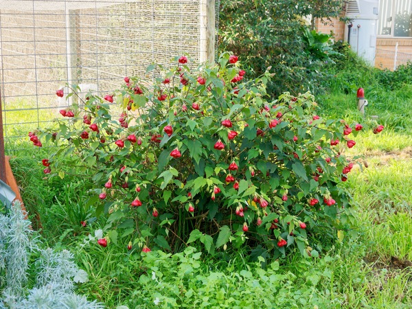 https://lemis.nyc3.digitaloceanspaces.com/grog/Photos/20260622/small/Abutilon-1.jpeg