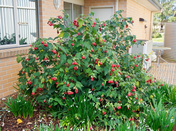 https://lemis.nyc3.digitaloceanspaces.com/grog/Photos/20260622/small/Abutilon-2.jpeg