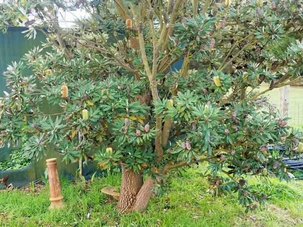 https://lemis.nyc3.digitaloceanspaces.com/grog/Photos/20260622/small/Banksia-1.jpeg