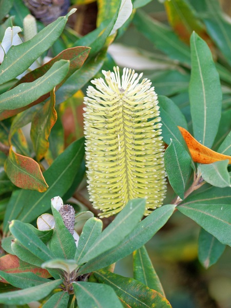 https://lemis.nyc3.digitaloceanspaces.com/grog/Photos/20260622/small/Banksia-2.jpeg