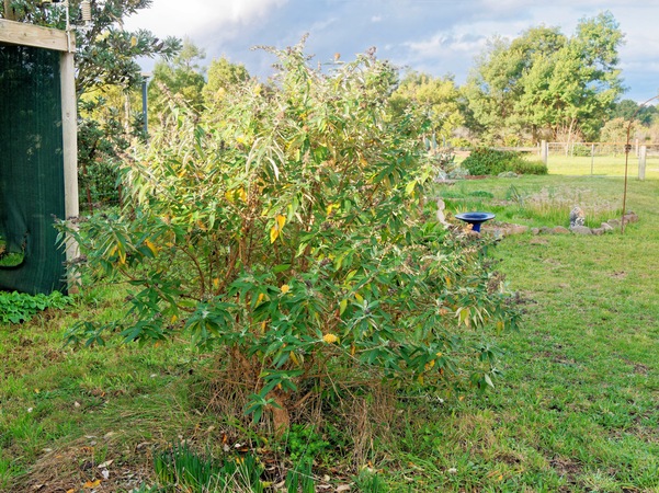 https://lemis.nyc3.digitaloceanspaces.com/grog/Photos/20260622/small/Buddleja-1.jpeg