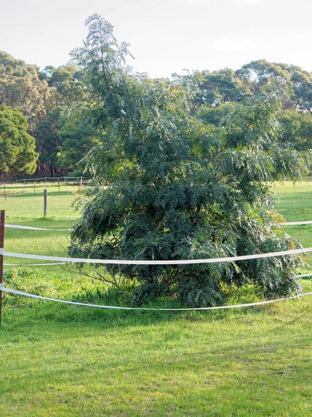https://lemis.nyc3.digitaloceanspaces.com/grog/Photos/20260622/small/Grevilea-robusta.jpeg