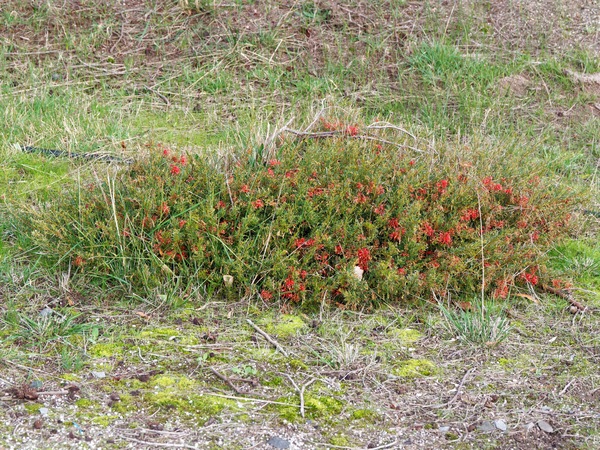 https://lemis.nyc3.digitaloceanspaces.com/grog/Photos/20260622/small/Grevillea.jpeg