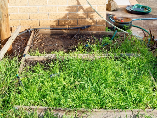 https://lemis.nyc3.digitaloceanspaces.com/grog/Photos/20260622/small/Herb-bed.jpeg