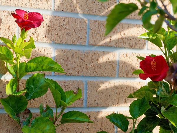 https://lemis.nyc3.digitaloceanspaces.com/grog/Photos/20260622/small/Hibiscus-rosa-sinensis.jpeg