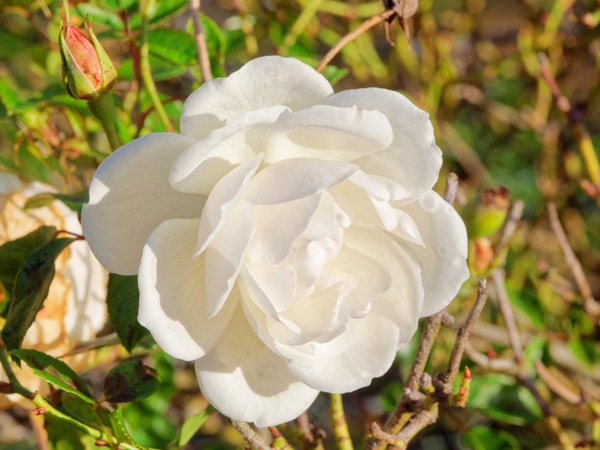 https://lemis.nyc3.digitaloceanspaces.com/grog/Photos/20260622/small/Roses-2.jpeg