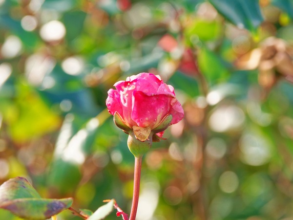 https://lemis.nyc3.digitaloceanspaces.com/grog/Photos/20260622/small/Roses-3.jpeg