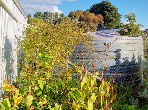 https://lemis.nyc3.digitaloceanspaces.com/grog/Photos/20260622/small/Solanum-laxum.jpeg