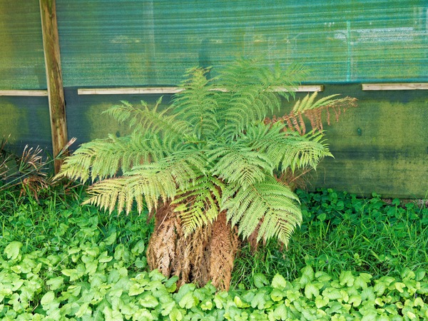 https://lemis.nyc3.digitaloceanspaces.com/grog/Photos/20260622/small/Tree-fern.jpeg