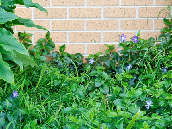https://lemis.nyc3.digitaloceanspaces.com/grog/Photos/20260622/small/Vinca-minor.jpeg