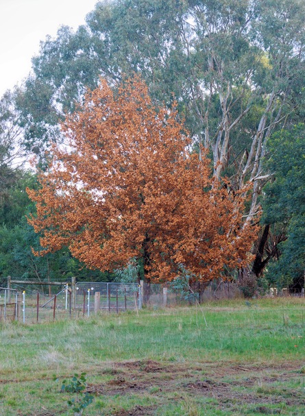 https://lemis.nyc3.digitaloceanspaces.com/grog/Photos/20260626/small/Autumn-leaves.jpeg