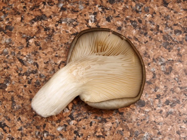 https://lemis.nyc3.digitaloceanspaces.com/grog/Photos/20260626/small/Oyster-mushrooms-2.jpeg