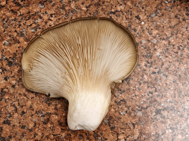 https://lemis.nyc3.digitaloceanspaces.com/grog/Photos/20260626/small/Oyster-mushrooms-4.jpeg