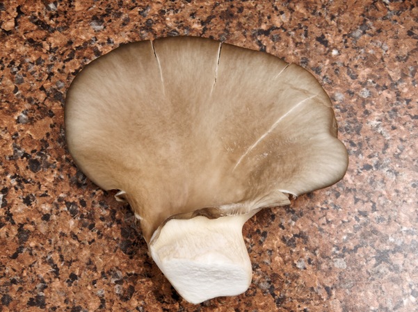 https://lemis.nyc3.digitaloceanspaces.com/grog/Photos/20260626/small/Oyster-mushrooms-5.jpeg