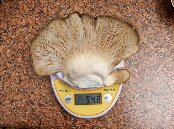 https://lemis.nyc3.digitaloceanspaces.com/grog/Photos/20260626/small/Oyster-mushrooms-6.jpeg