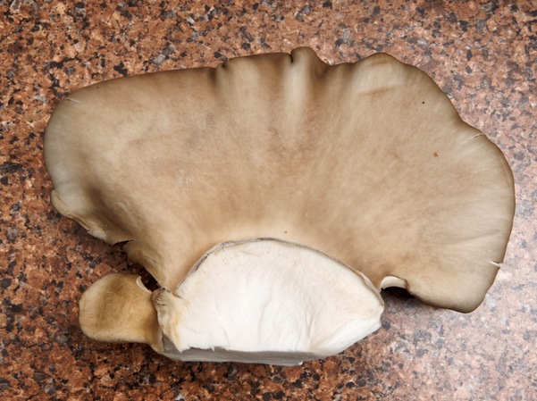 https://lemis.nyc3.digitaloceanspaces.com/grog/Photos/20260626/small/Oyster-mushrooms-7.jpeg