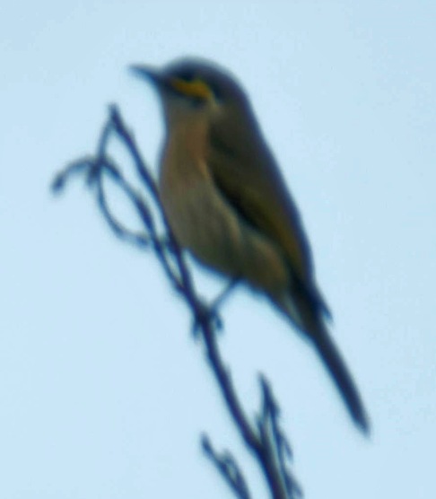 https://lemis.nyc3.digitaloceanspaces.com/grog/Photos/20260704/small/Bird-detail.jpeg