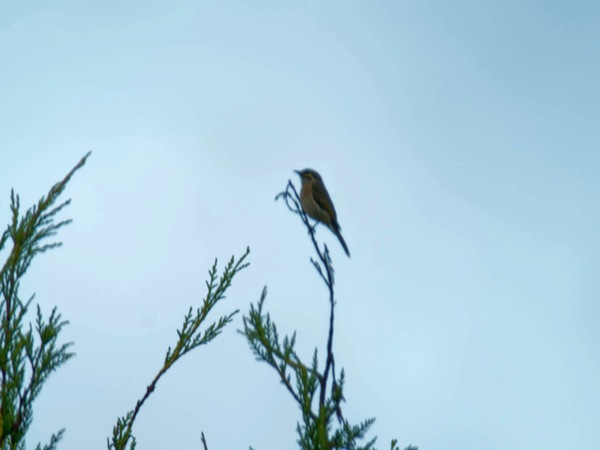 https://lemis.nyc3.digitaloceanspaces.com/grog/Photos/20260704/small/Bird.jpeg