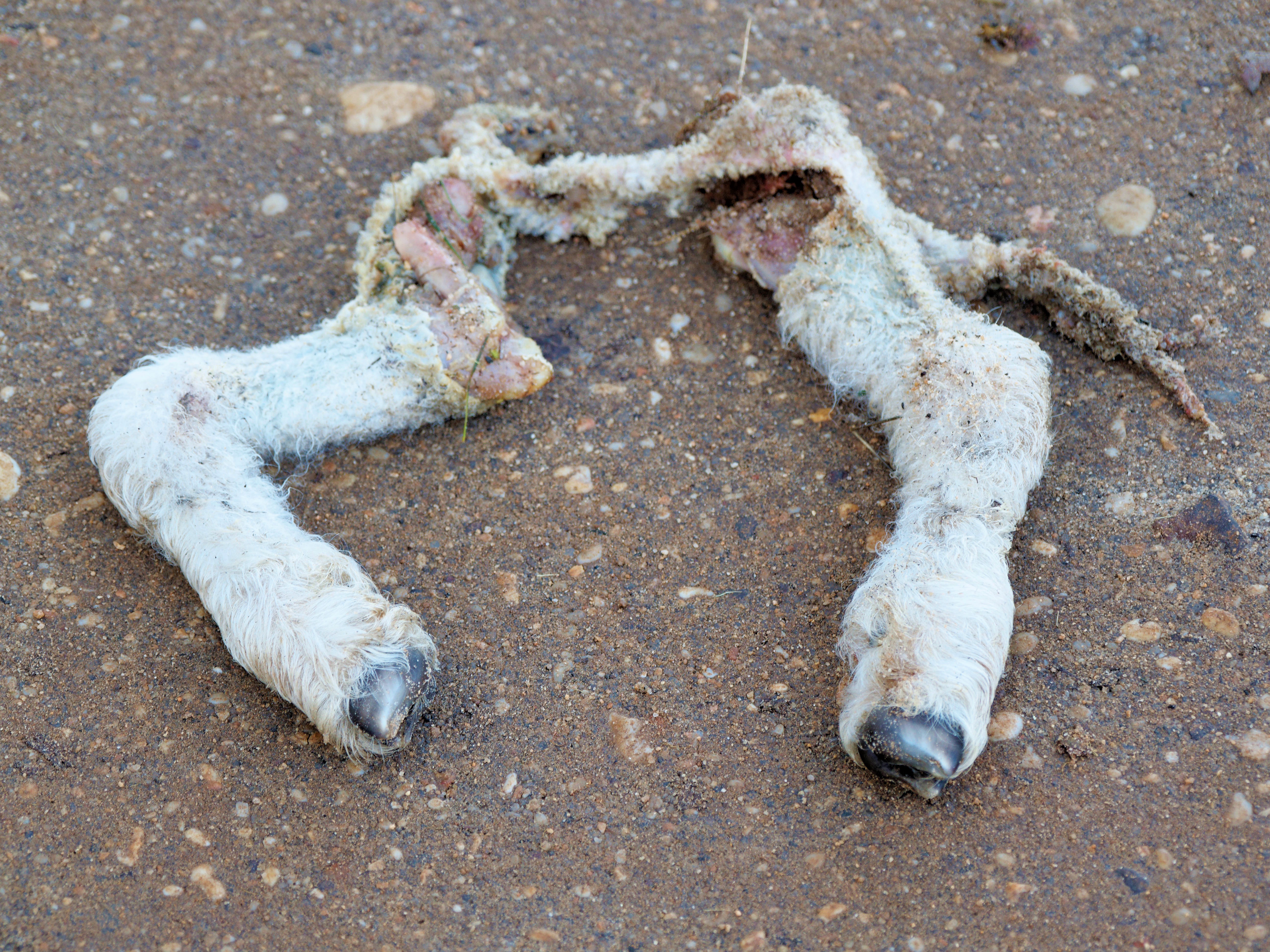 https://lemis.nyc3.digitaloceanspaces.com/grog/Photos/20260706/big/Lamb-legs-1.jpeg
