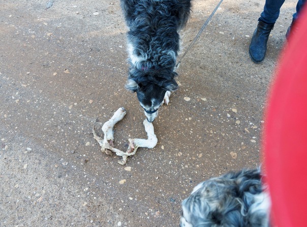 https://lemis.nyc3.digitaloceanspaces.com/grog/Photos/20260706/small/Lamb-legs-2.jpeg