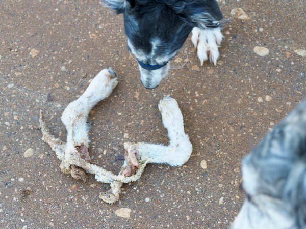 https://lemis.nyc3.digitaloceanspaces.com/grog/Photos/20260706/small/Lamb-legs-3.jpeg