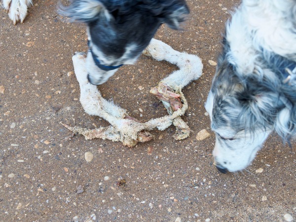 https://lemis.nyc3.digitaloceanspaces.com/grog/Photos/20260706/small/Lamb-legs-4.jpeg
