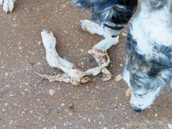 https://lemis.nyc3.digitaloceanspaces.com/grog/Photos/20260706/small/Lamb-legs-5.jpeg