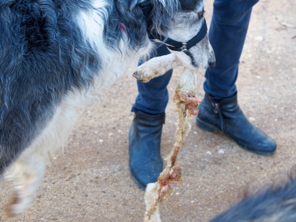 https://lemis.nyc3.digitaloceanspaces.com/grog/Photos/20260706/small/Lamb-legs-6.jpeg