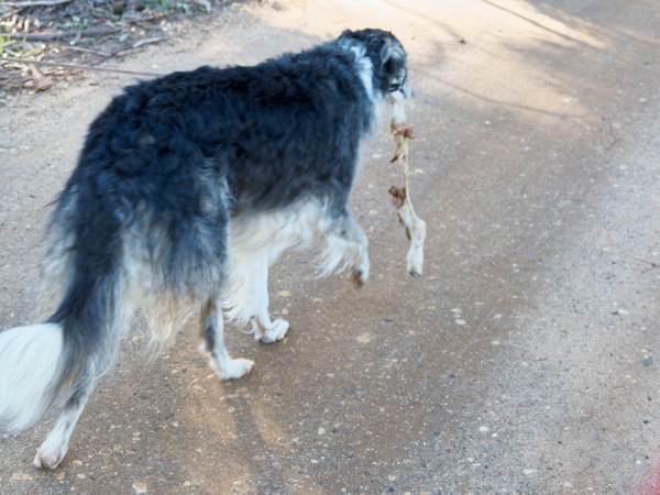 https://lemis.nyc3.digitaloceanspaces.com/grog/Photos/20260706/small/Lamb-legs-7.jpeg