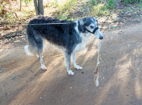 https://lemis.nyc3.digitaloceanspaces.com/grog/Photos/20260706/small/Lamb-legs-8.jpeg