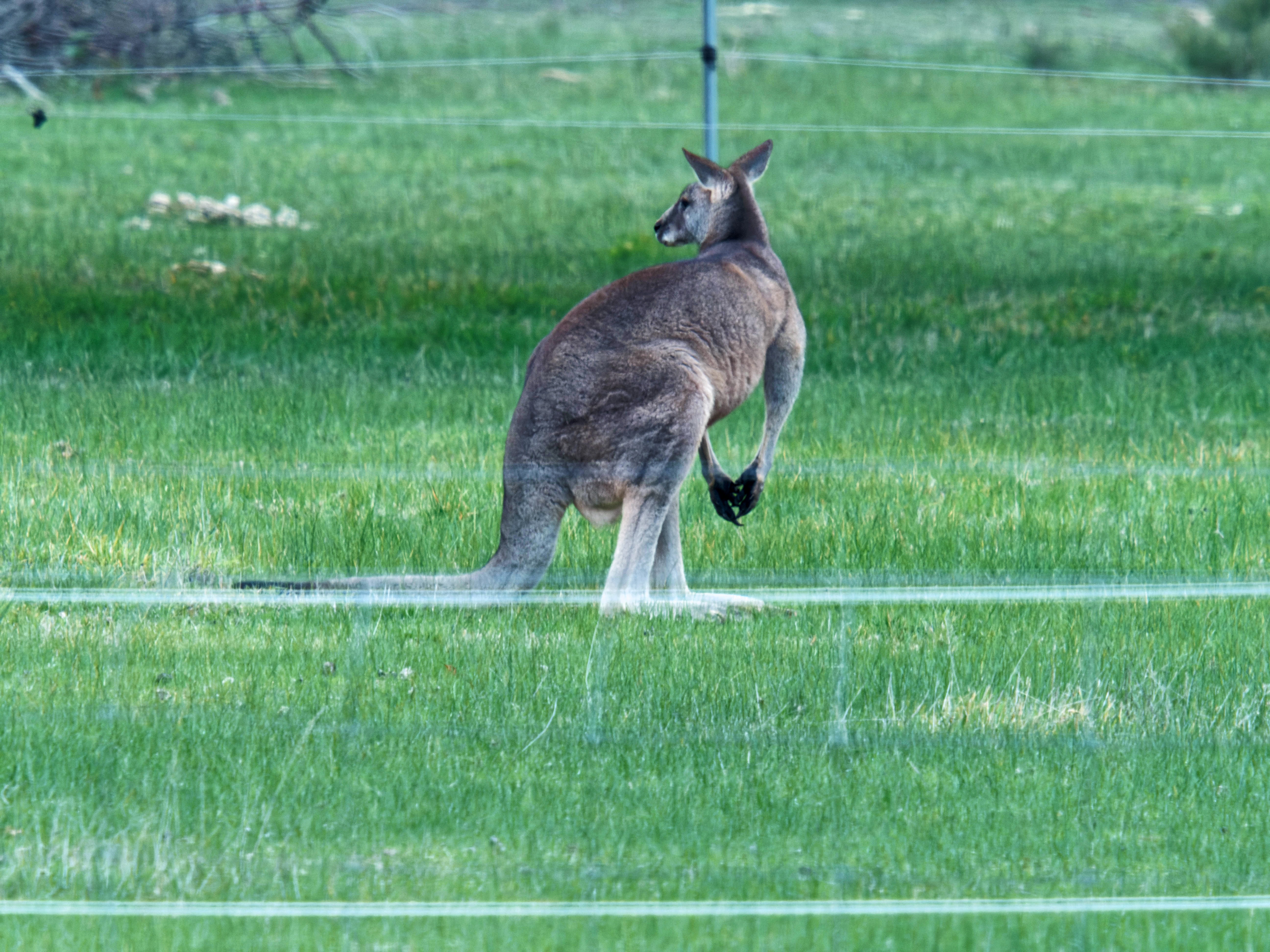 https://lemis.nyc3.digitaloceanspaces.com/grog/Photos/20260711/big/Kangaroos-5.jpeg