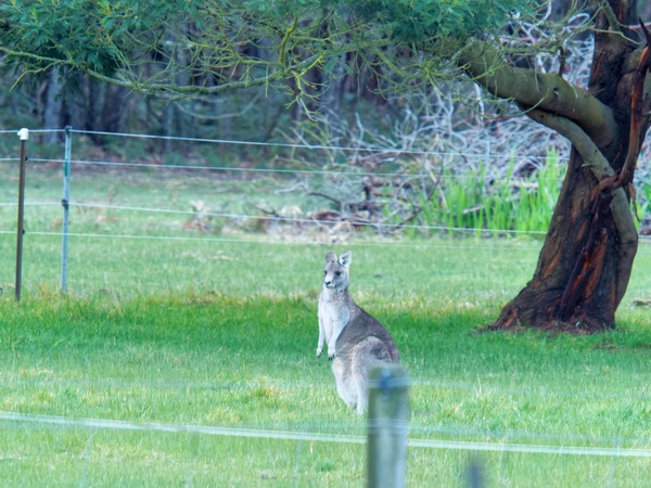 https://lemis.nyc3.digitaloceanspaces.com/grog/Photos/20260711/small/Kangaroos-1.jpeg