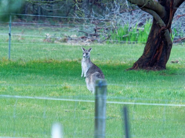 https://lemis.nyc3.digitaloceanspaces.com/grog/Photos/20260711/small/Kangaroos-2.jpeg