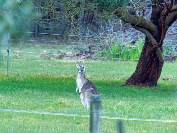 https://lemis.nyc3.digitaloceanspaces.com/grog/Photos/20260711/small/Kangaroos-3.jpeg