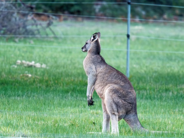 https://lemis.nyc3.digitaloceanspaces.com/grog/Photos/20260711/small/Kangaroos-4.jpeg