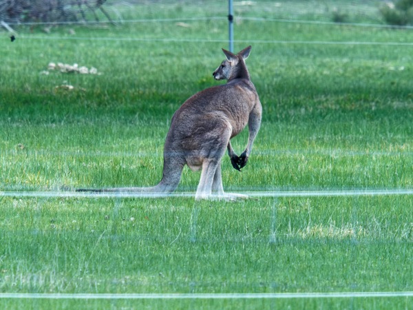 https://lemis.nyc3.digitaloceanspaces.com/grog/Photos/20260711/small/Kangaroos-5.jpeg
