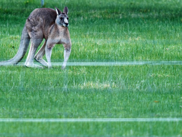 https://lemis.nyc3.digitaloceanspaces.com/grog/Photos/20260711/small/Kangaroos-6.jpeg
