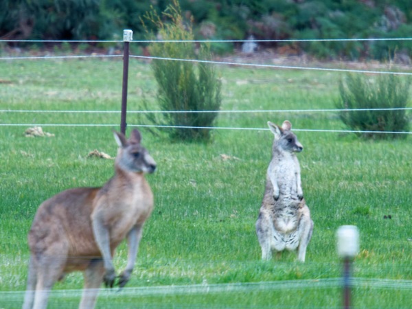 https://lemis.nyc3.digitaloceanspaces.com/grog/Photos/20260711/small/Kangaroos-7.jpeg