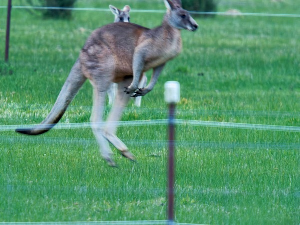 https://lemis.nyc3.digitaloceanspaces.com/grog/Photos/20260711/small/Kangaroos-8.jpeg