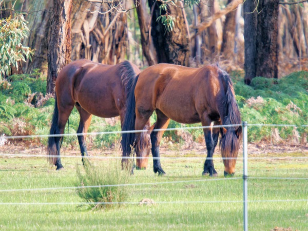 https://lemis.nyc3.digitaloceanspaces.com/grog/Photos/20260712/small/Horses-2.jpeg