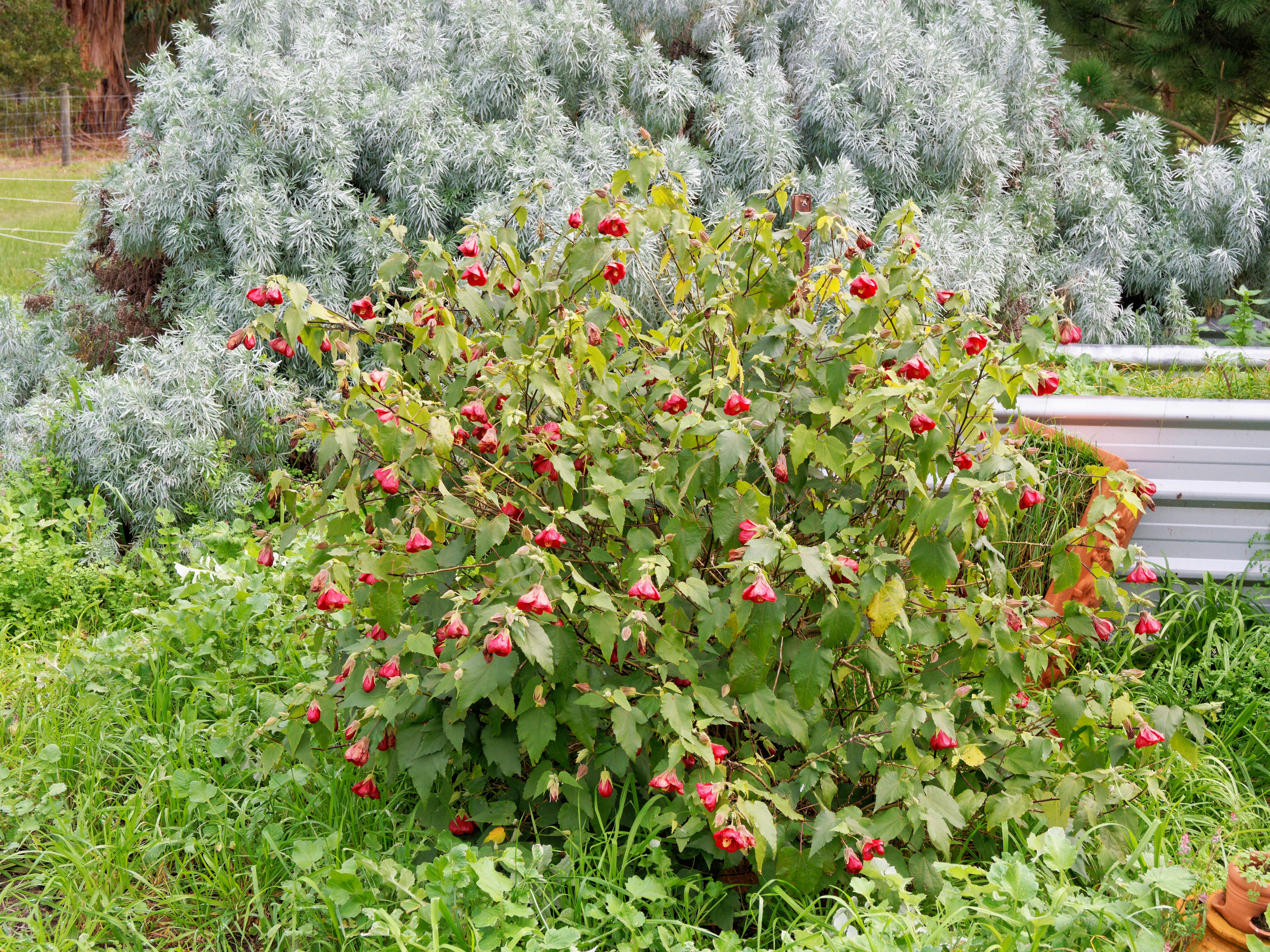 https://lemis.nyc3.digitaloceanspaces.com/grog/Photos/20260724/big/Abutilon-1.jpeg