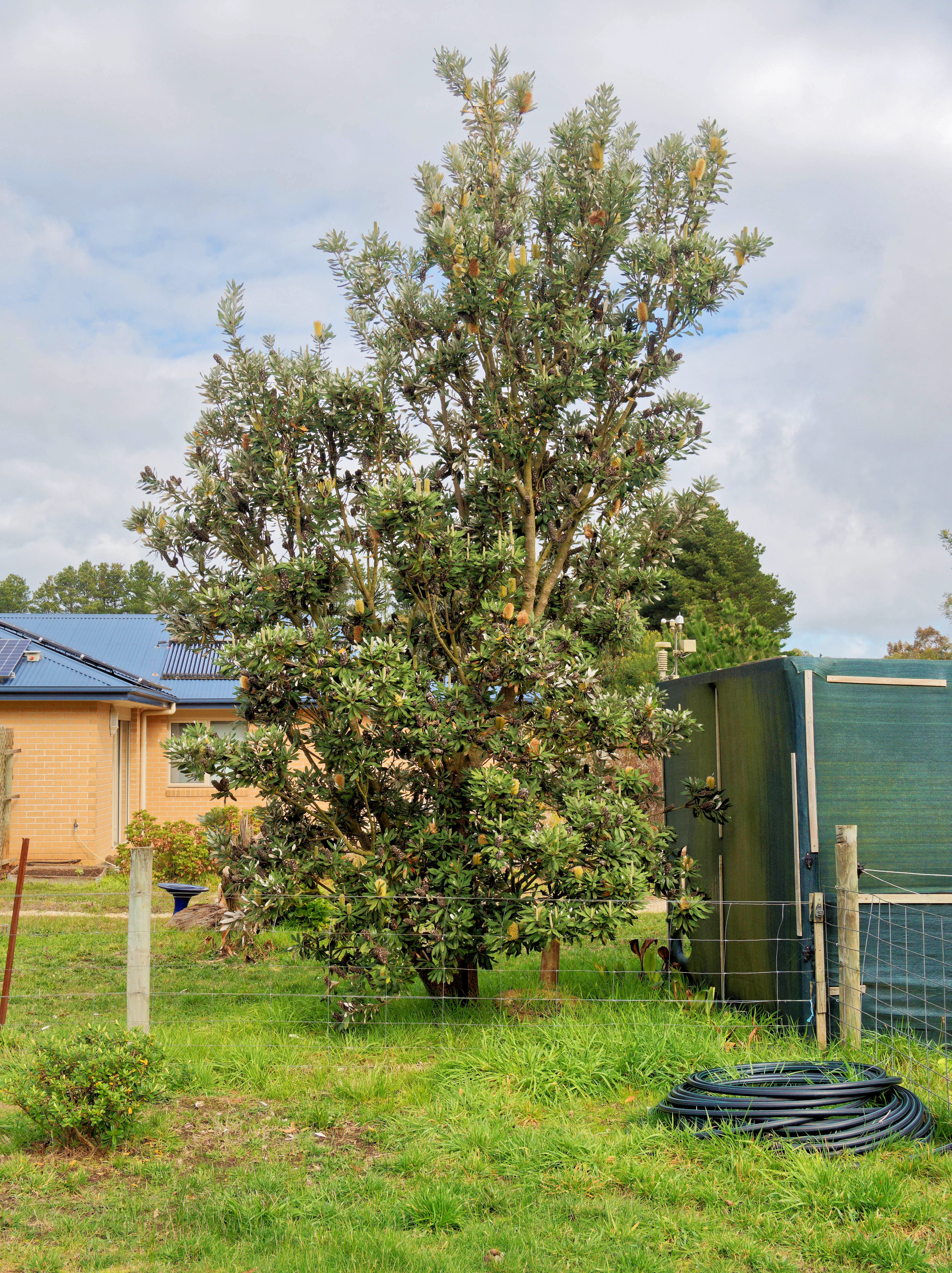 https://lemis.nyc3.digitaloceanspaces.com/grog/Photos/20260724/big/Banksia-1.jpeg