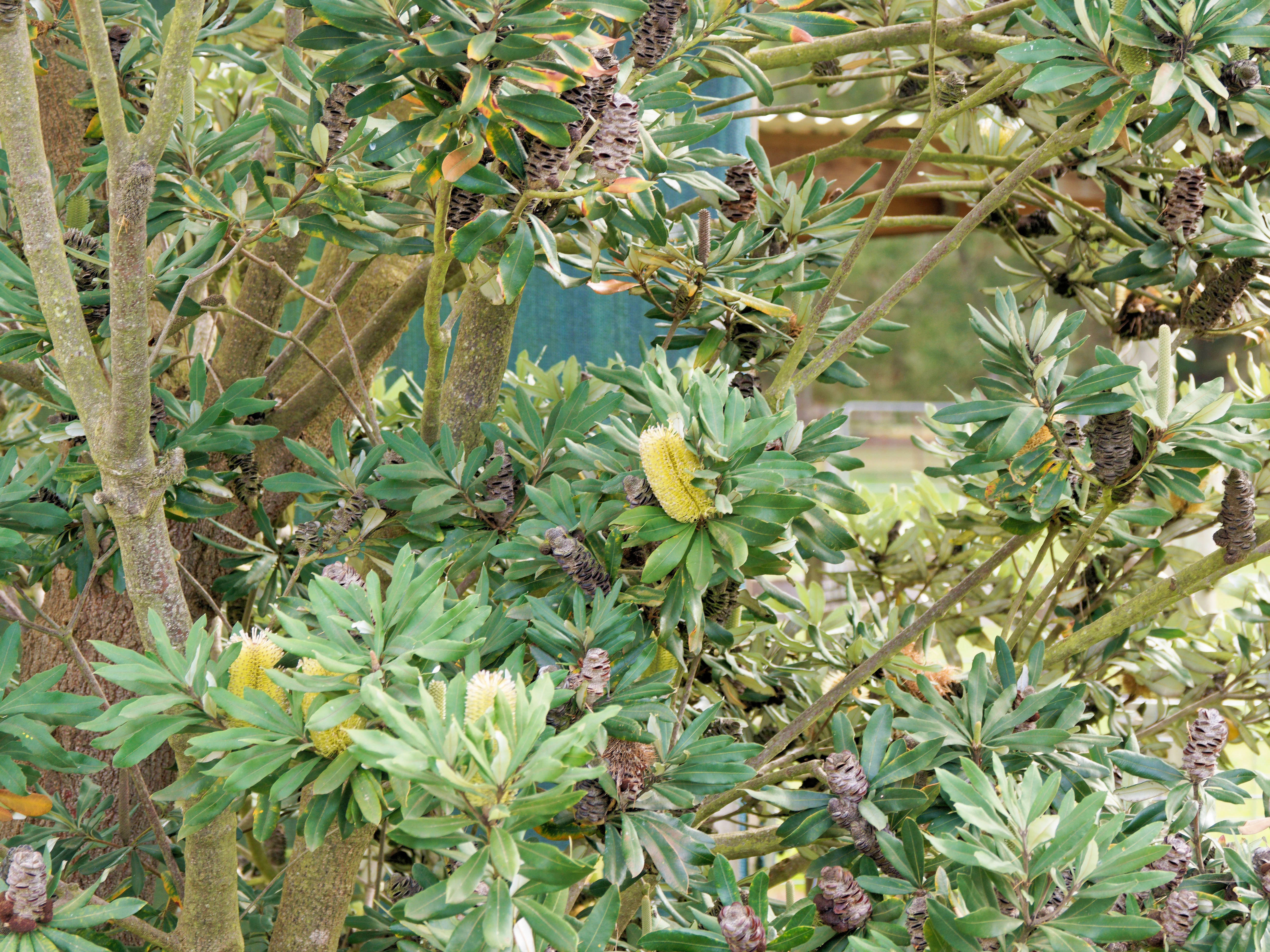 https://lemis.nyc3.digitaloceanspaces.com/grog/Photos/20260724/big/Banksia-2.jpeg