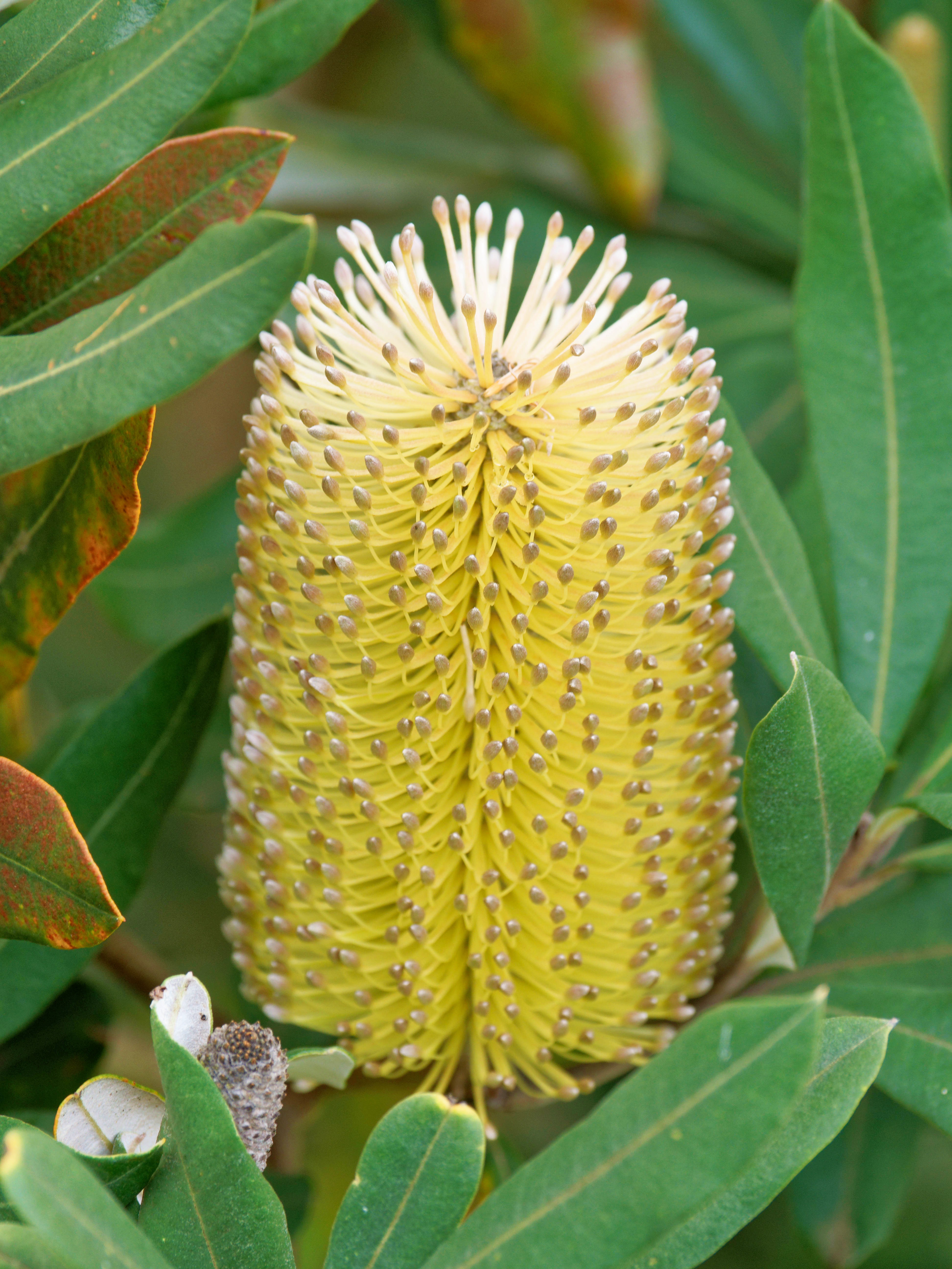https://lemis.nyc3.digitaloceanspaces.com/grog/Photos/20260724/big/Banksia-3.jpeg