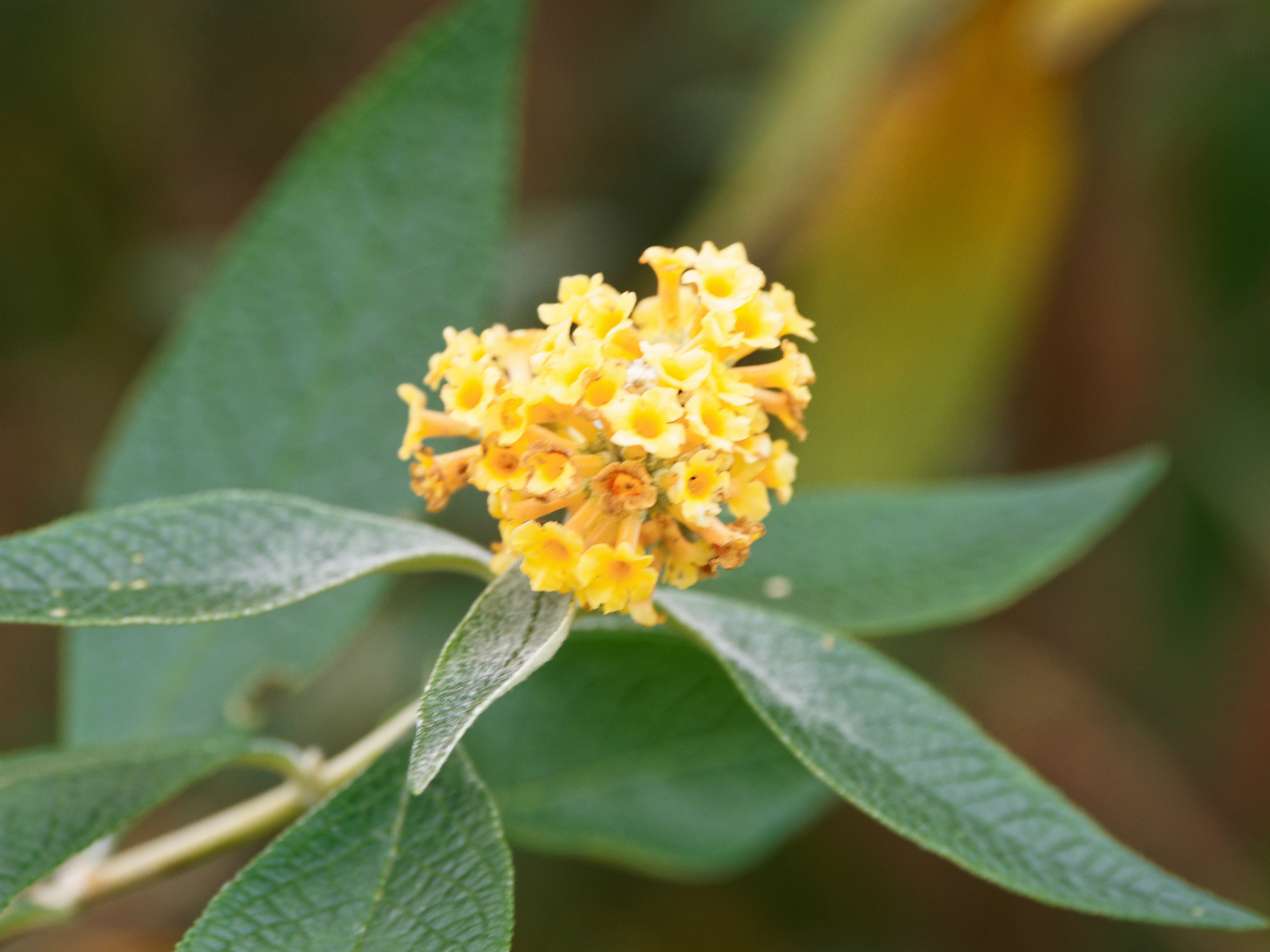 https://lemis.nyc3.digitaloceanspaces.com/grog/Photos/20260724/big/Buddleja-3.jpeg