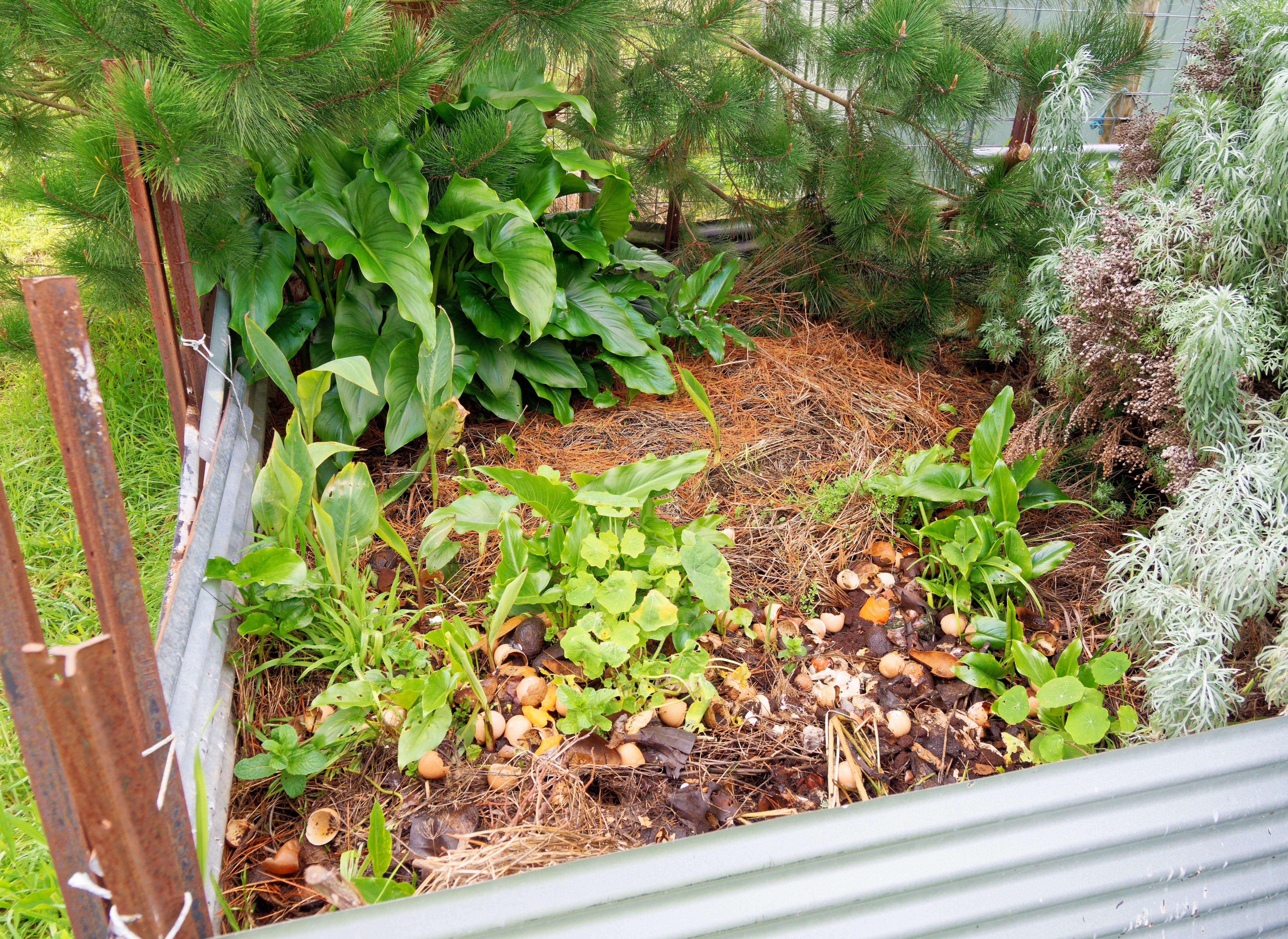 https://lemis.nyc3.digitaloceanspaces.com/grog/Photos/20260724/big/Compost-heap.jpeg