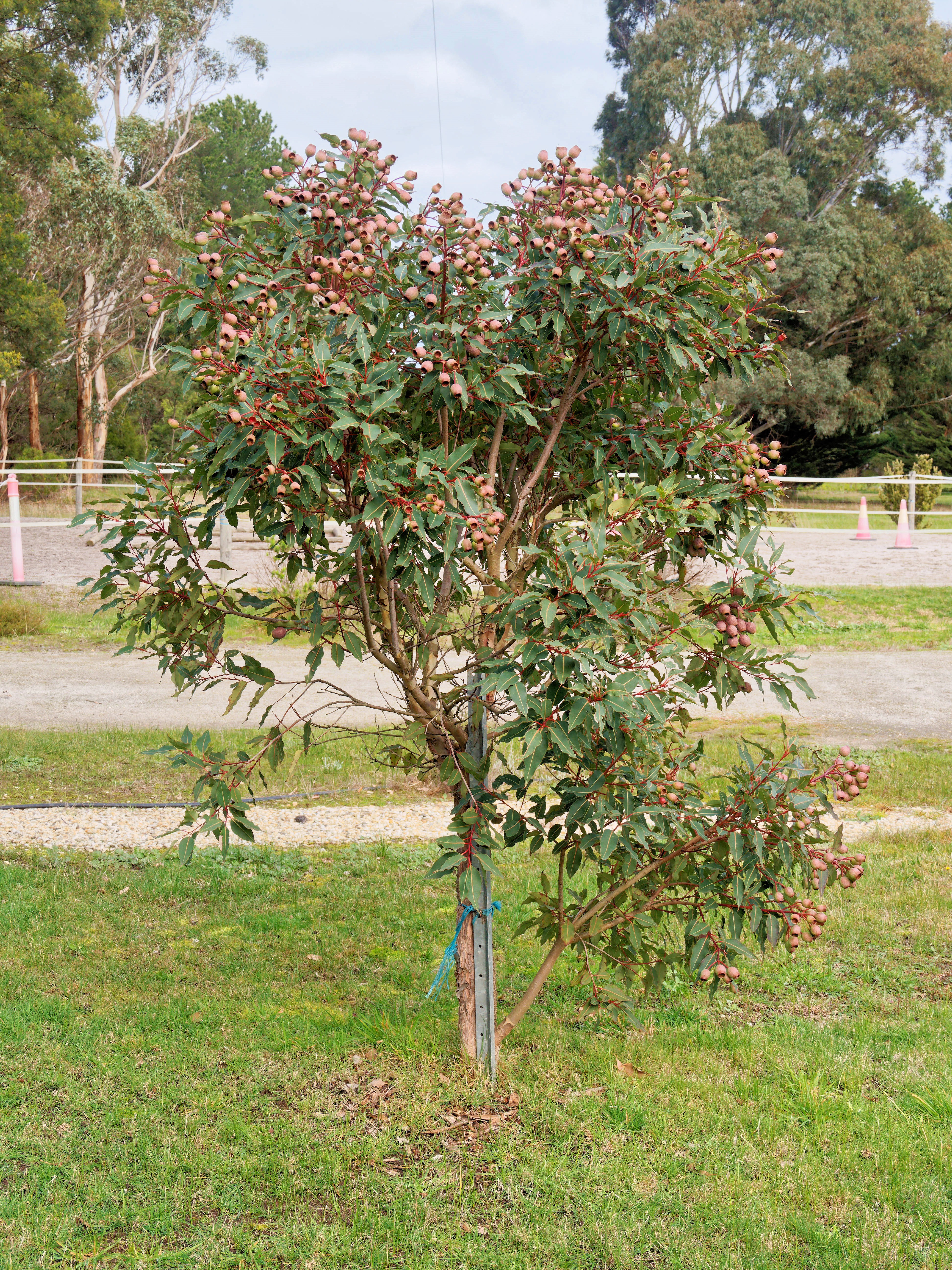 https://lemis.nyc3.digitaloceanspaces.com/grog/Photos/20260724/big/Corymbia-ficifolia.jpeg