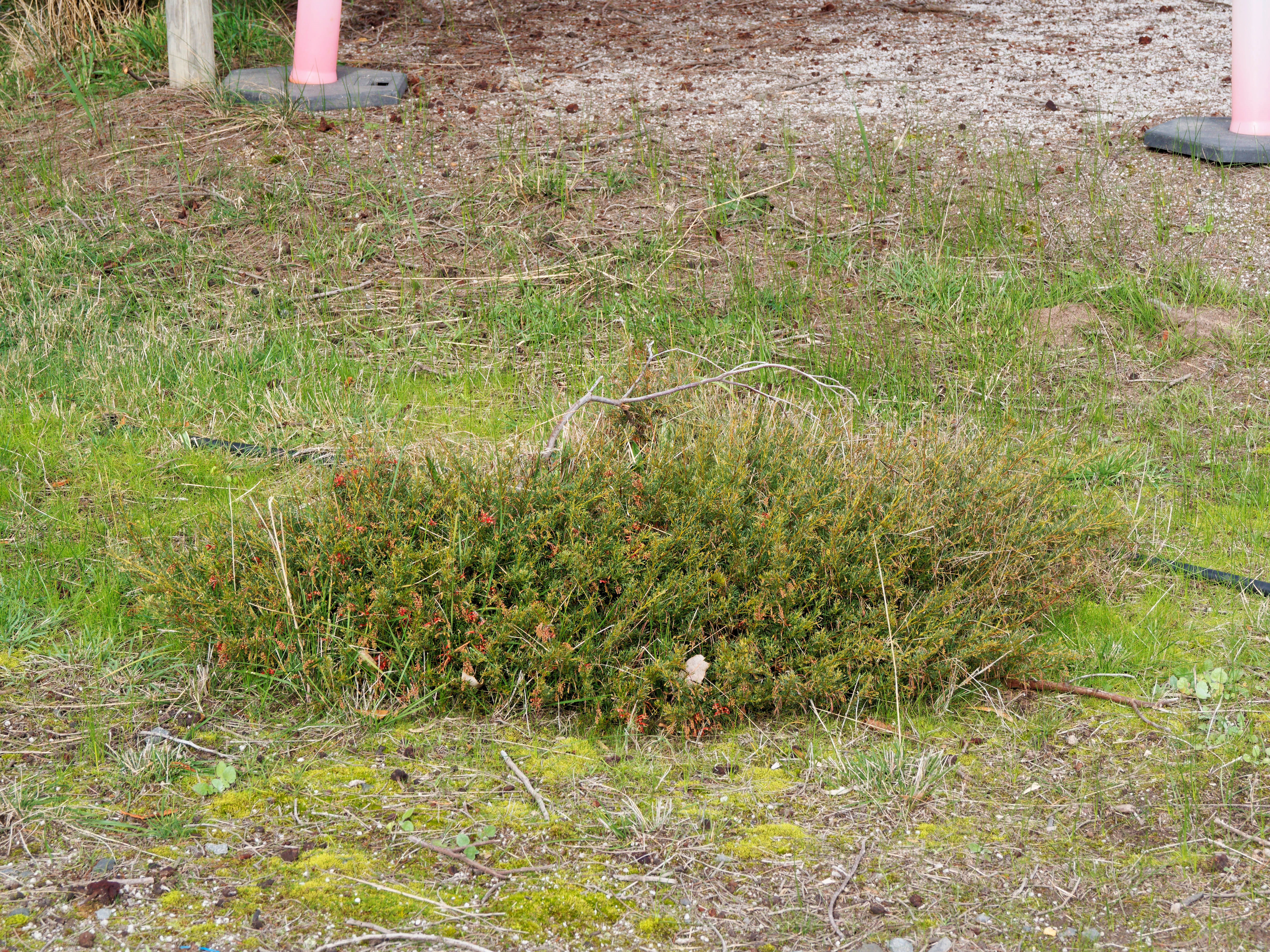 https://lemis.nyc3.digitaloceanspaces.com/grog/Photos/20260724/big/Grevillea-1.jpeg